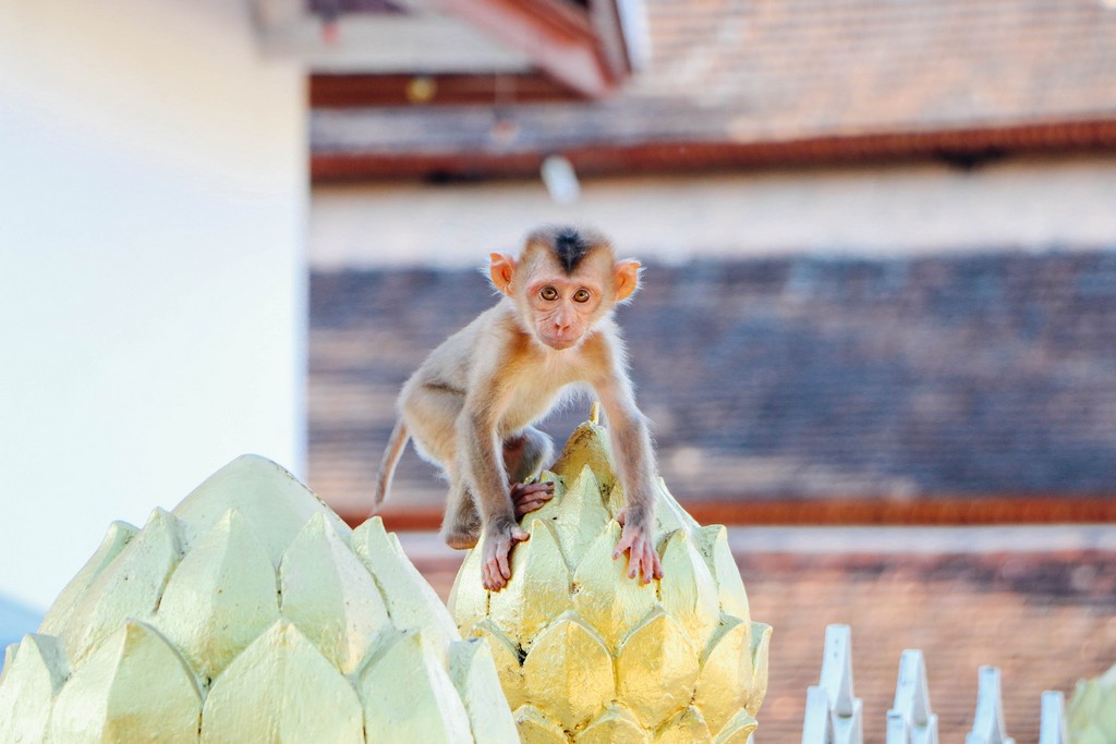 ที่เที่ยว หลวงพระบาง